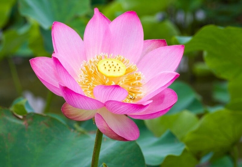 ⦁Lotus (Nelumbo spp.)