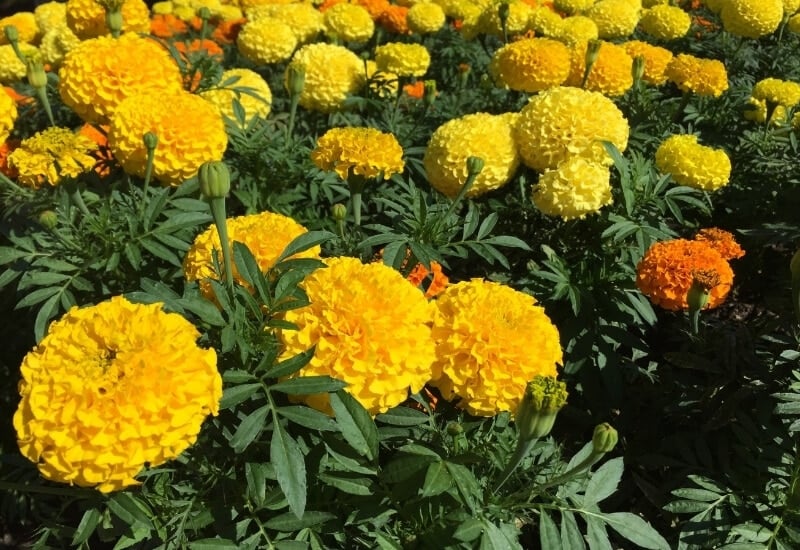 ⦁_Marigold ⦁Marigold