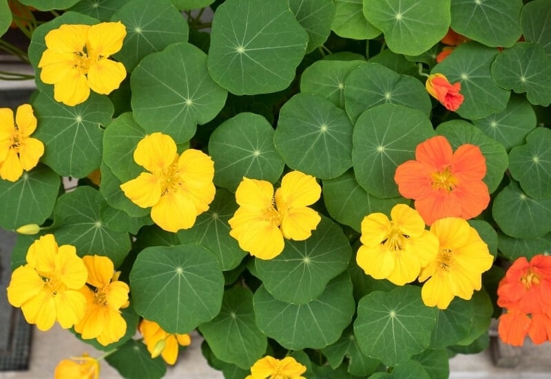 ⦁_Nasturtiums ⦁Nasturtiums