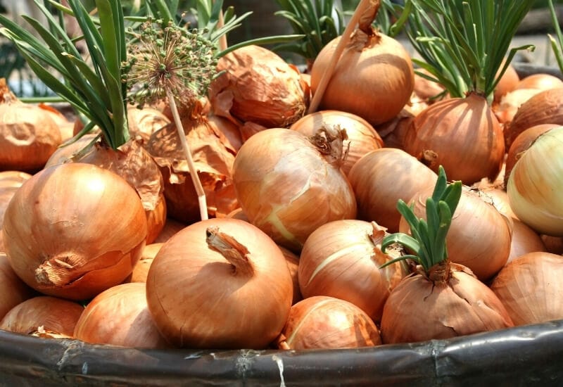 ⦁_Onions ⦁Onions