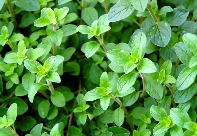 ⦁_Oregano ⦁Oregano