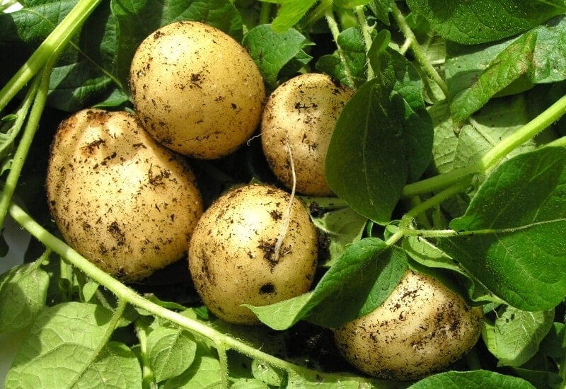 ⦁_Potatoes ⦁Potatoes