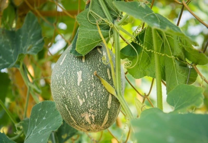 ⦁_Pumpkin (1) ⦁Pumpkin