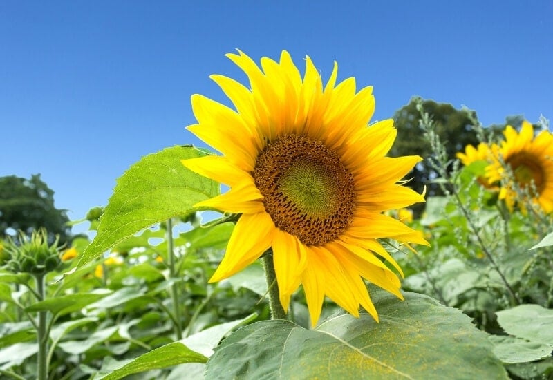 ⦁_Sunflower ⦁Sunflower