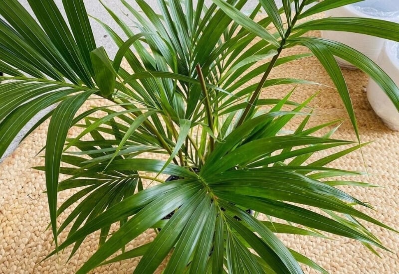 ⦁Thatch Palm (Howea forsteriana)