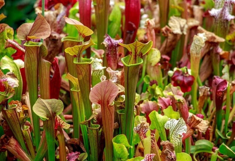 ⦁Trumpet Pitcher Plant (Sarracenia spp.)