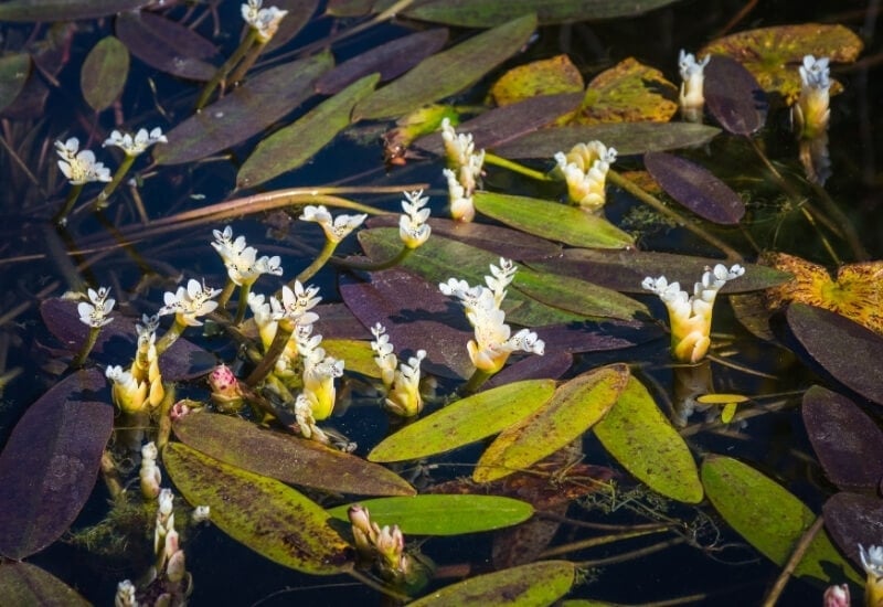 ⦁Water Hawthorn (Apnogeton dystachyum) 