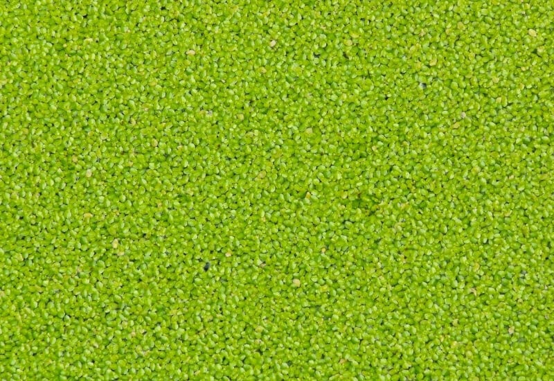 ⦁Water Lentils (Lemnoideae subfamily; four genera in it)