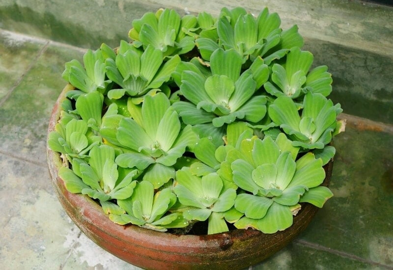 ⦁Water Lettuce (Pistia spp.)
