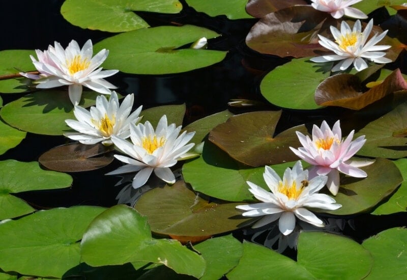 ⦁Water Lily (Nymphaea spp. and others in the Nymphaeaceae family)