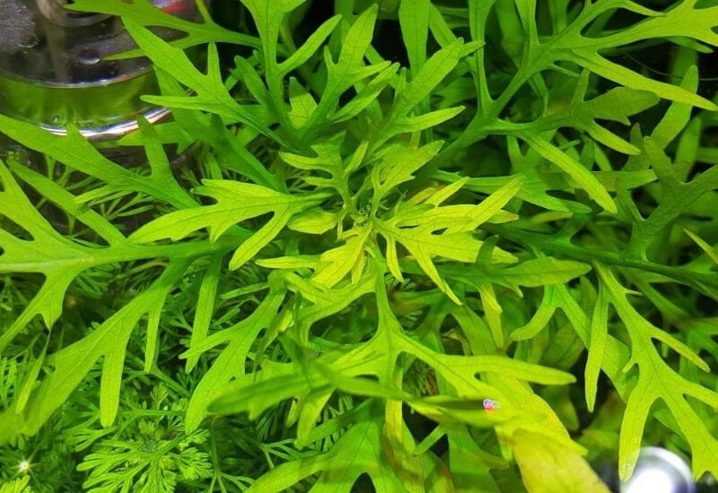 ⦁Water Wisteria (Hygrophila difformis)