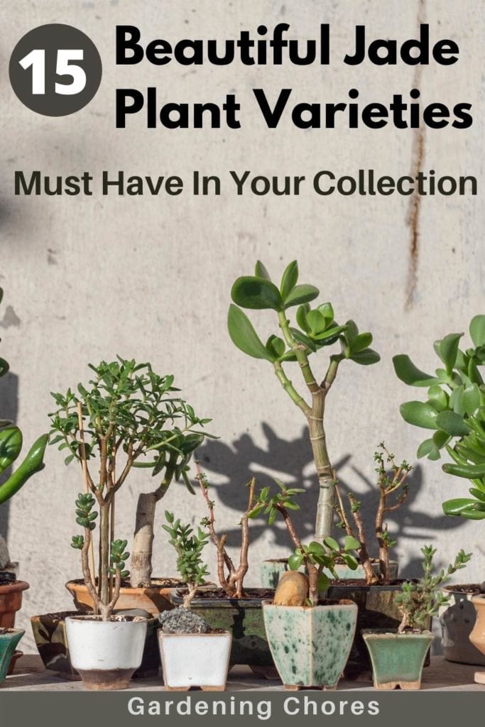 10 Most Popular Types of Jade Plants For Indoor Growing