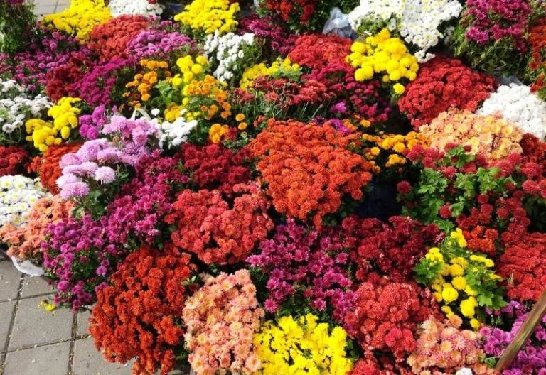 16 Types of Chrysanthemum Flowers For Fall Color To Your Garden