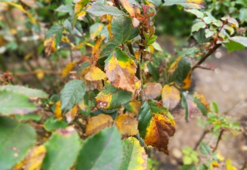 7 Reason For Rose Leaves Turning Yellow & What To Do About It