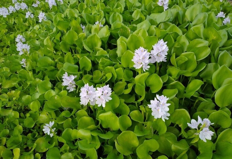 ⦁ Water Hyacinth (Pontederia crassipes)