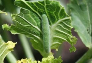 Cabbage Worms: How to Identify And Get Rid Of These Pesky Garden Pests