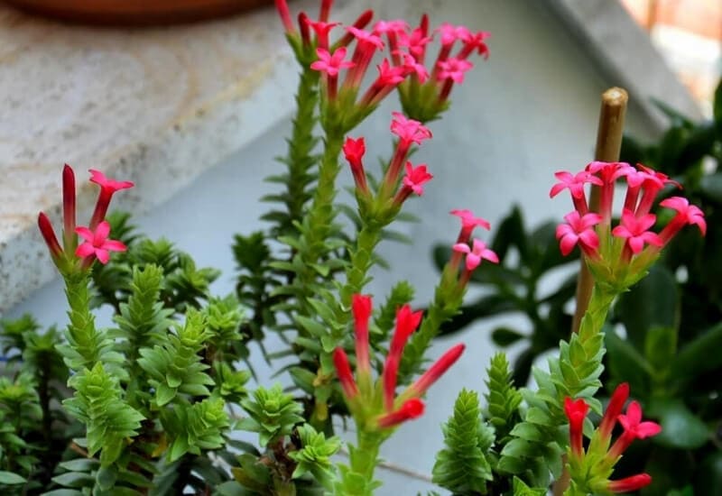 Crassula Coccinea Red Crassula (2)