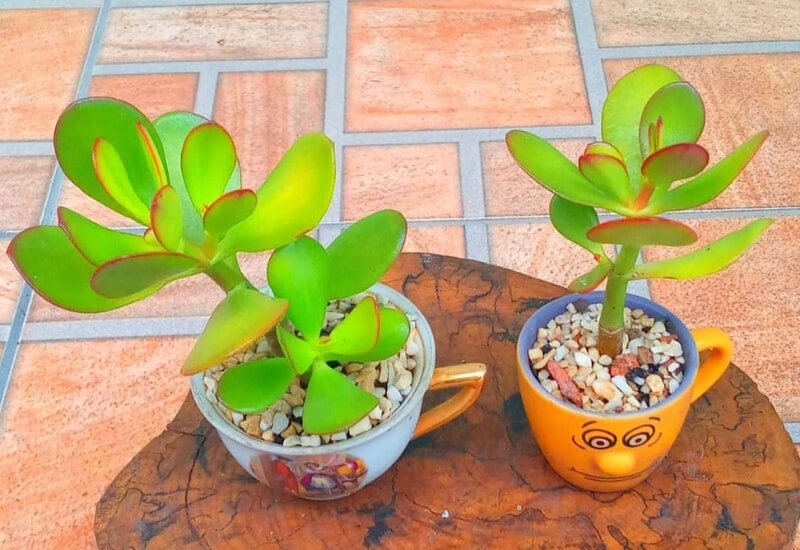  Light: Full sun to partial shade.  Water: Drought tolerant. Allow soil to completely dry before watering.  Soil: Cactus or succulent potting mix.   Size: Up to 3ft tall and 2 feet wide.  Color: Jade green leaves. Seasonal star-shaped white or whiteish-pink flowers.