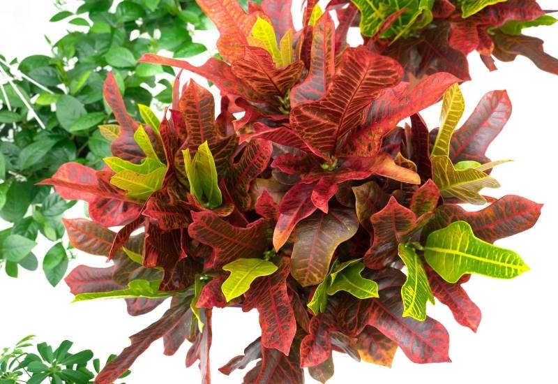 Croton Plants Require A Pruning Routine To Get That Bushy Look