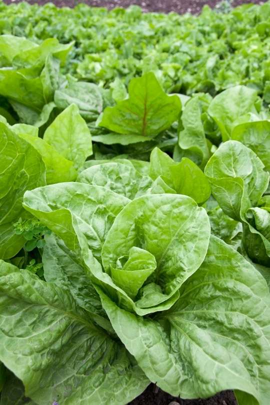 19 Different Types of Lettuce Varieties For Your Garden 2