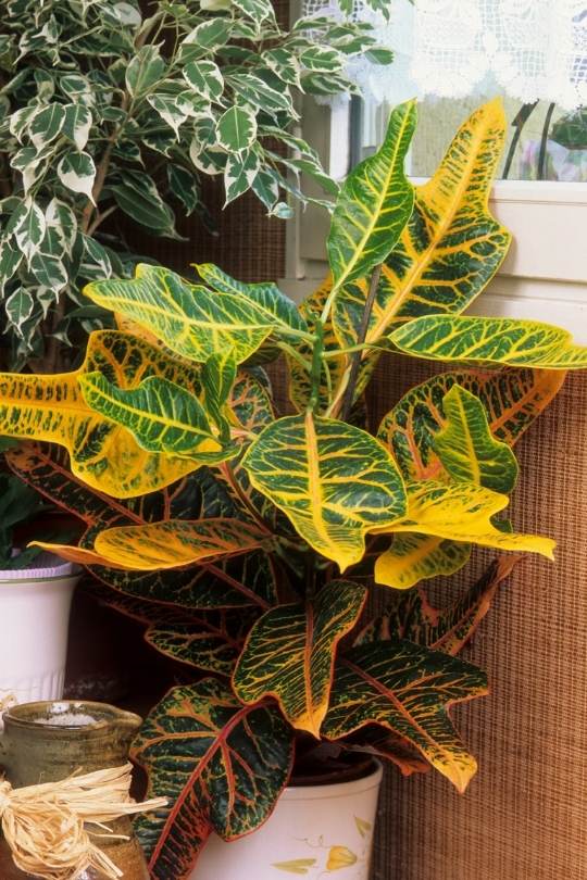 Determine The Light Requirements Of Your Specific Croton Plant Variety