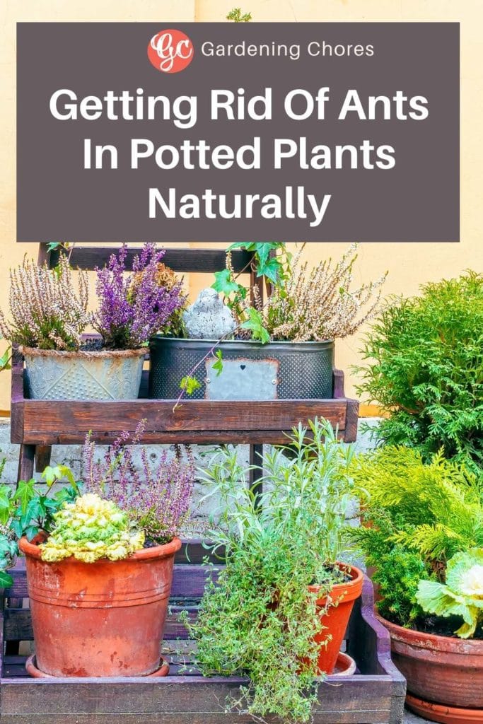 6 Natural Ways To Getting Rid Of Ants In Potted Plants - Gardening Chores