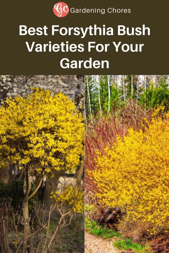 10 Most Spectacular Forsythia Bush Varieties to Paint Your Garden Golden 1