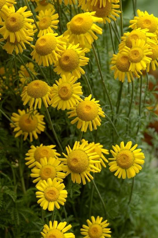 30 Different Types Of Daisies (With Pictures) And How to Grow Them 1