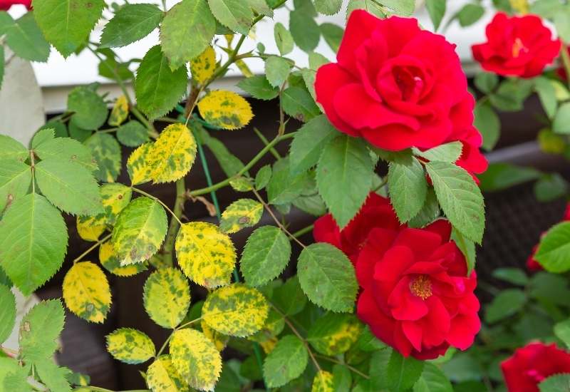 Here are some causes of yellow rose leaves