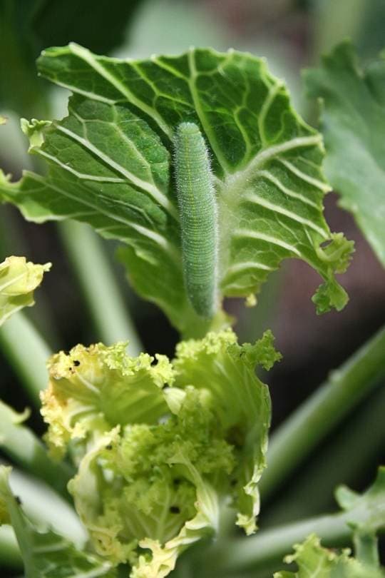 How To Identify Cabbage Worms?