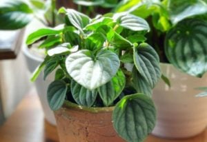 How To Plan, Grow And Care For Peperomia Indoors