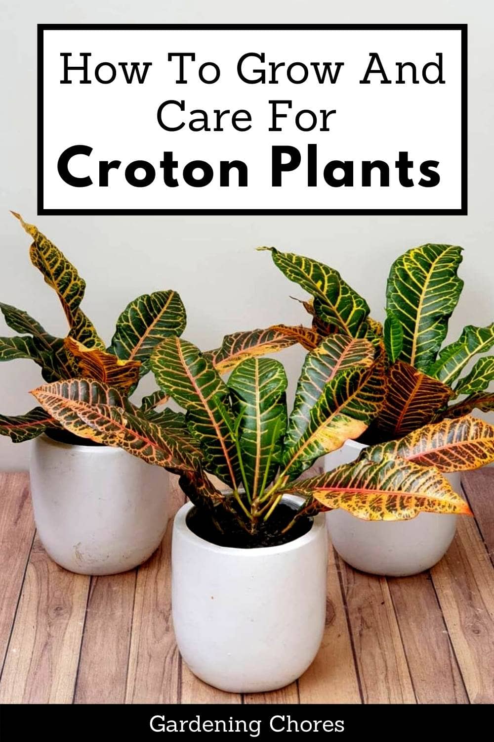 Keep Your Croton Plants Happy And Thriving