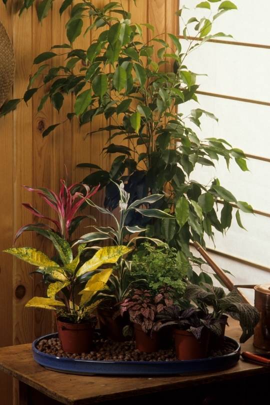Maintaining The Correct Humidity Level For Indoor Croton Plants