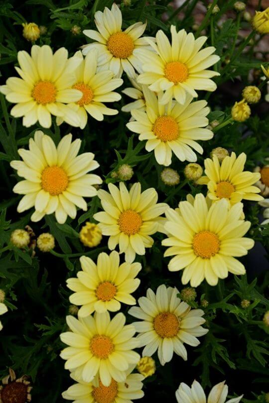 30 Different Types Of Daisies (With Pictures) And How to Grow Them 2