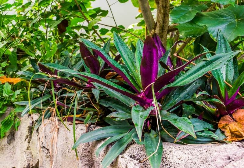 Tradescantia spathacea: How To Grow & Care For Moses In The Cradle Plant 1