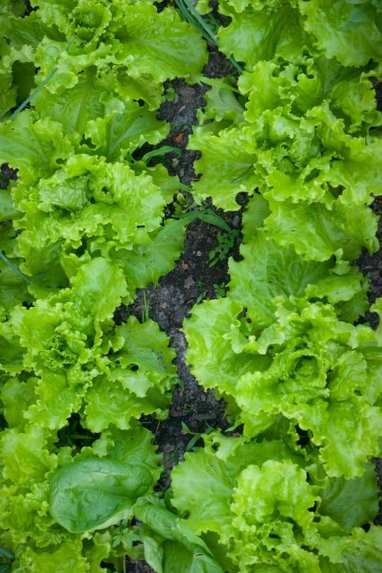 19 Different Types of Lettuce Varieties For Your Garden 1
