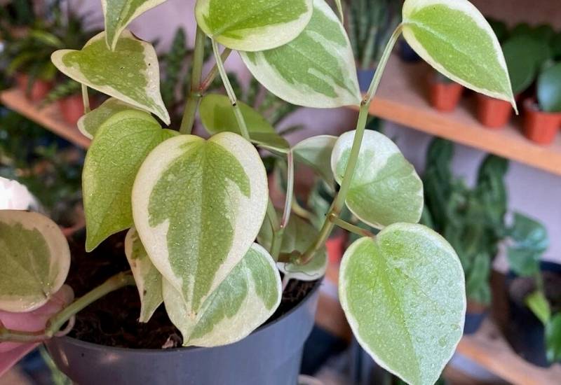 Peperomia Scandens