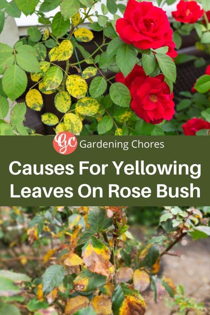 Reason For Rose Leaves Turning Yellow & What To Do About It