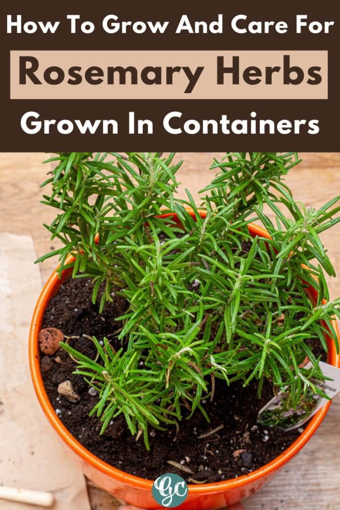 Everything You Need to Know About Growing Rosemary In Pots 1