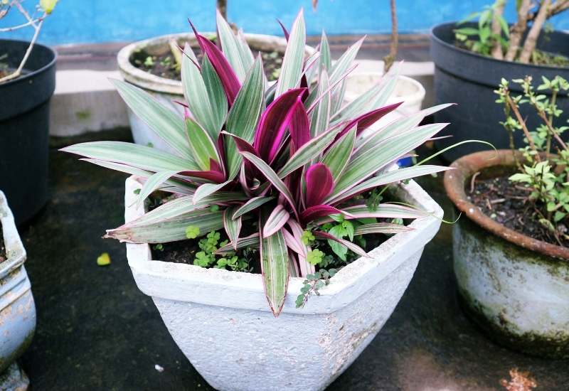 Tradescantia Spathacea: How To Grow & Care For Moses In The Cradle Plant