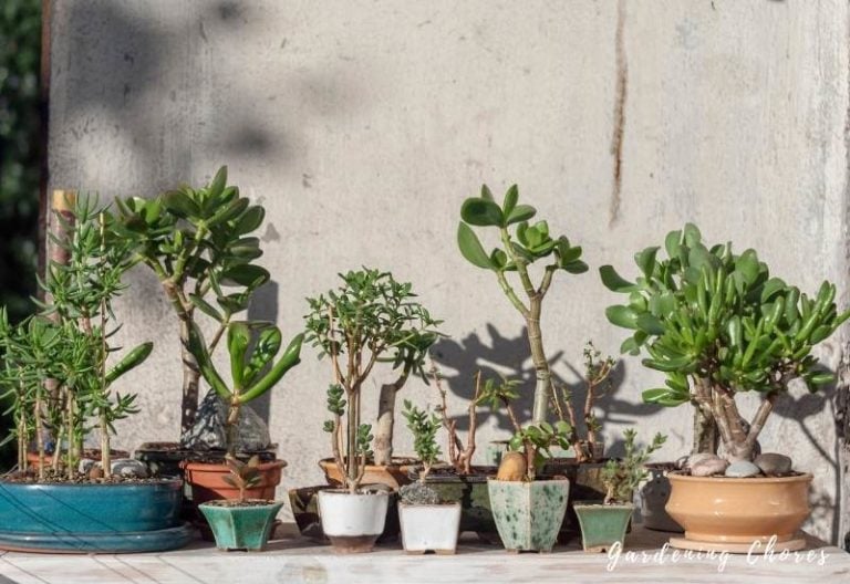15 Types of Jade Plants (crassula succulent) & How to Care For Them