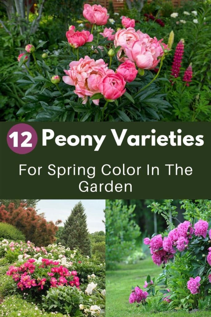 12 Types of Peonies To Add A Pop Of Color To Your Spring Garden 1