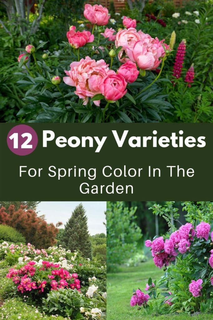 12 Types of Peonies To Add A Pop Of Color To Your Spring Garden 2 12 Types of Peonies To Add A Pop Of Color To Your Spring Garden 1