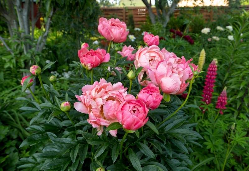 Image of Coral peony shrub with light green leaves