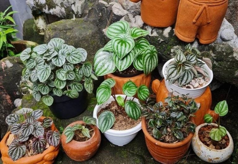Types Of Peperomia: 15 Recommended Varieties To Grow Indoors