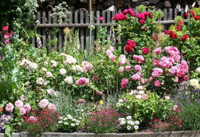 30 Beautiful types of roses for Your Garden (+ Growing Tips)