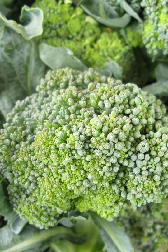 Broccoli Varieties: 20 Types of Broccoli you can grow 1