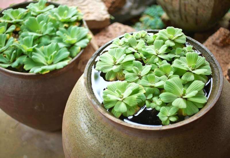 WHAT ARE WATER PLANTS?