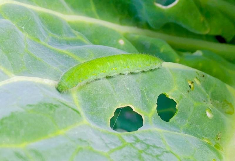 What Are Cabbage Worms And Cabbage Moths?
