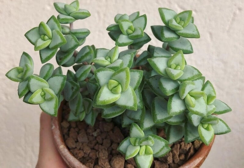  Light: Full to partial sun  Water: Drought tolerant. Allow soil to completely dry before watering.  Soil: Cactus or succulent potting mix.   Size: Max height of around 6 inches tall.   Color: Matte greyish-green leaves with occasional red blushing. Tiny white seasonal flower clusters. 